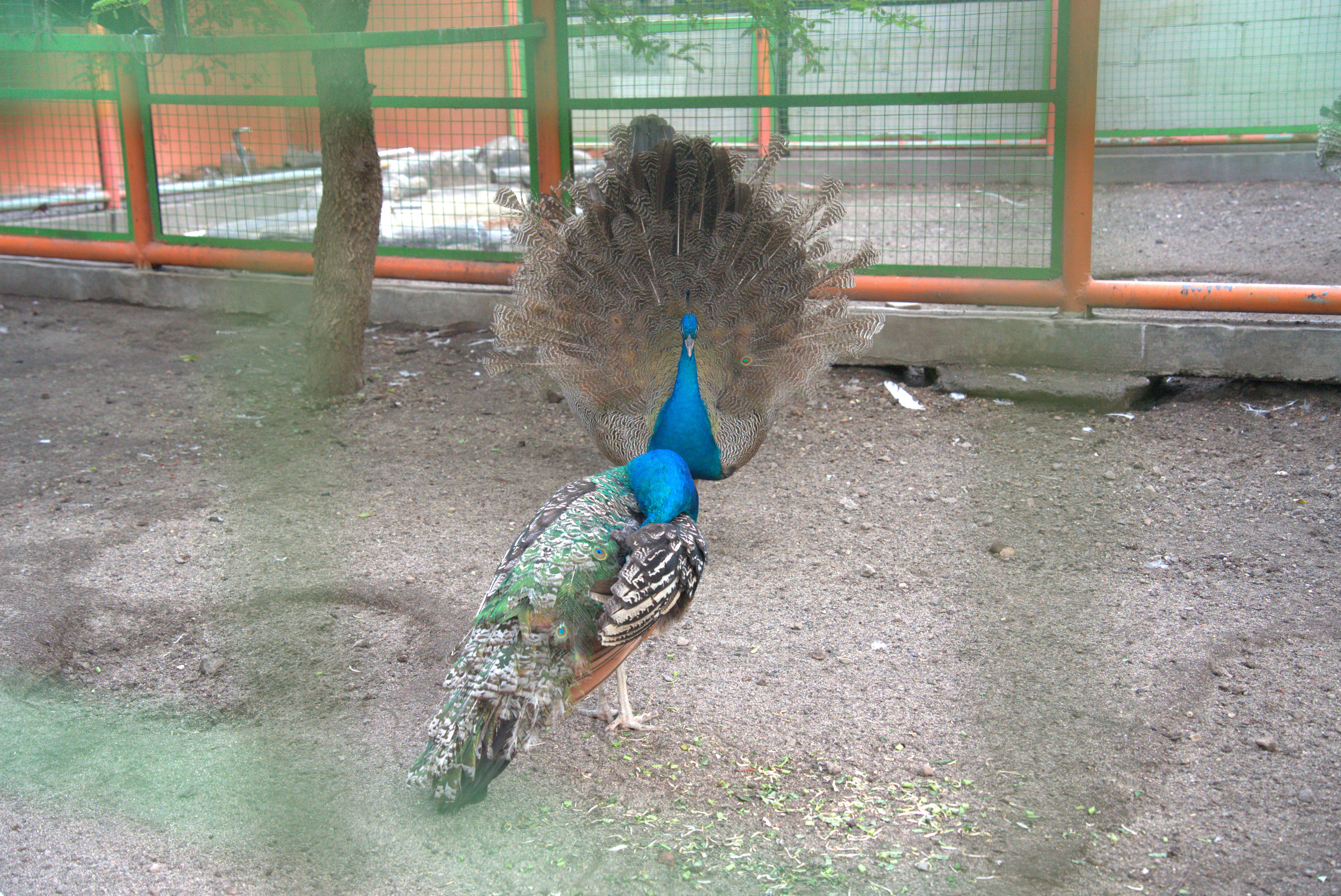 Burung Merak