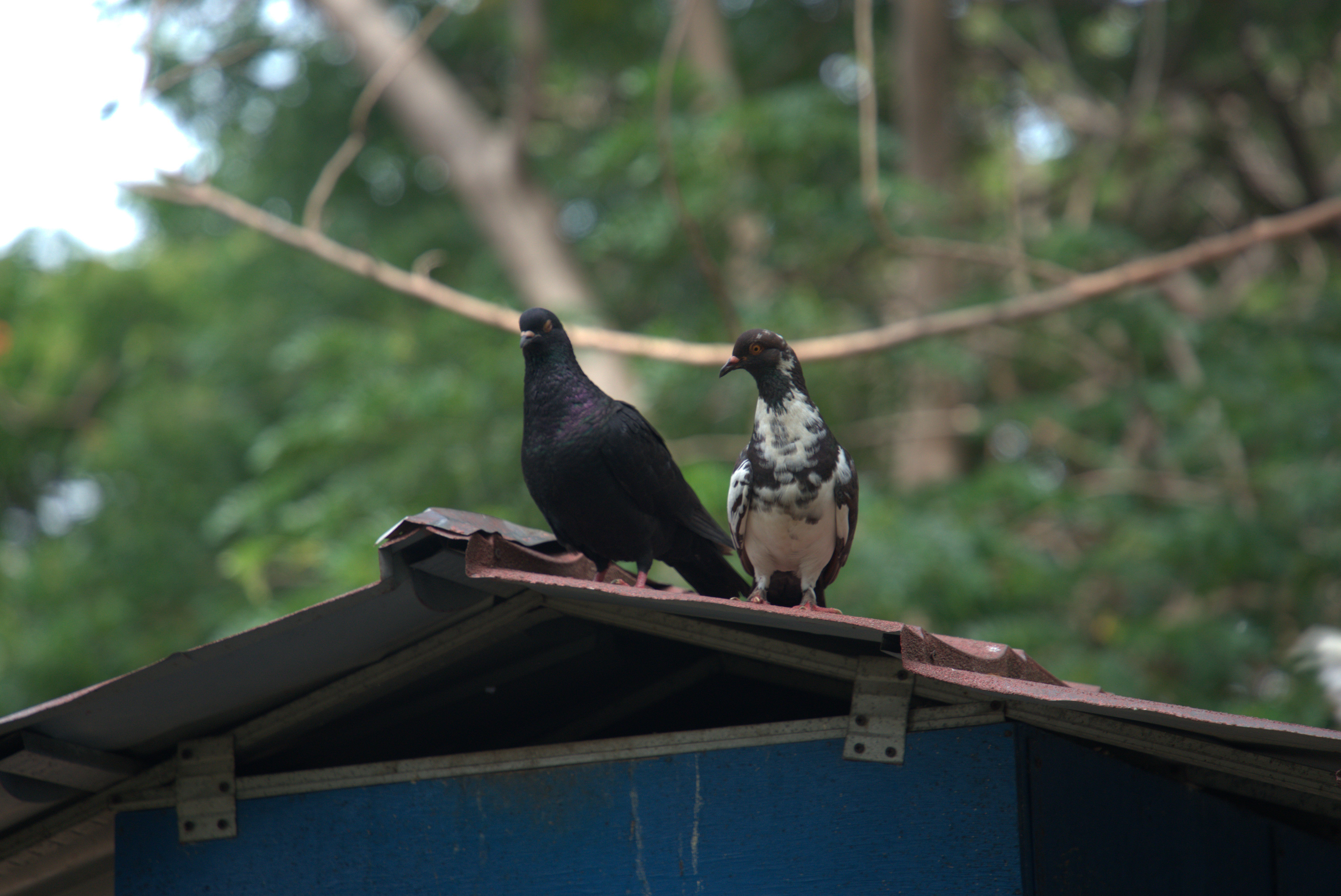 Burung Merpati