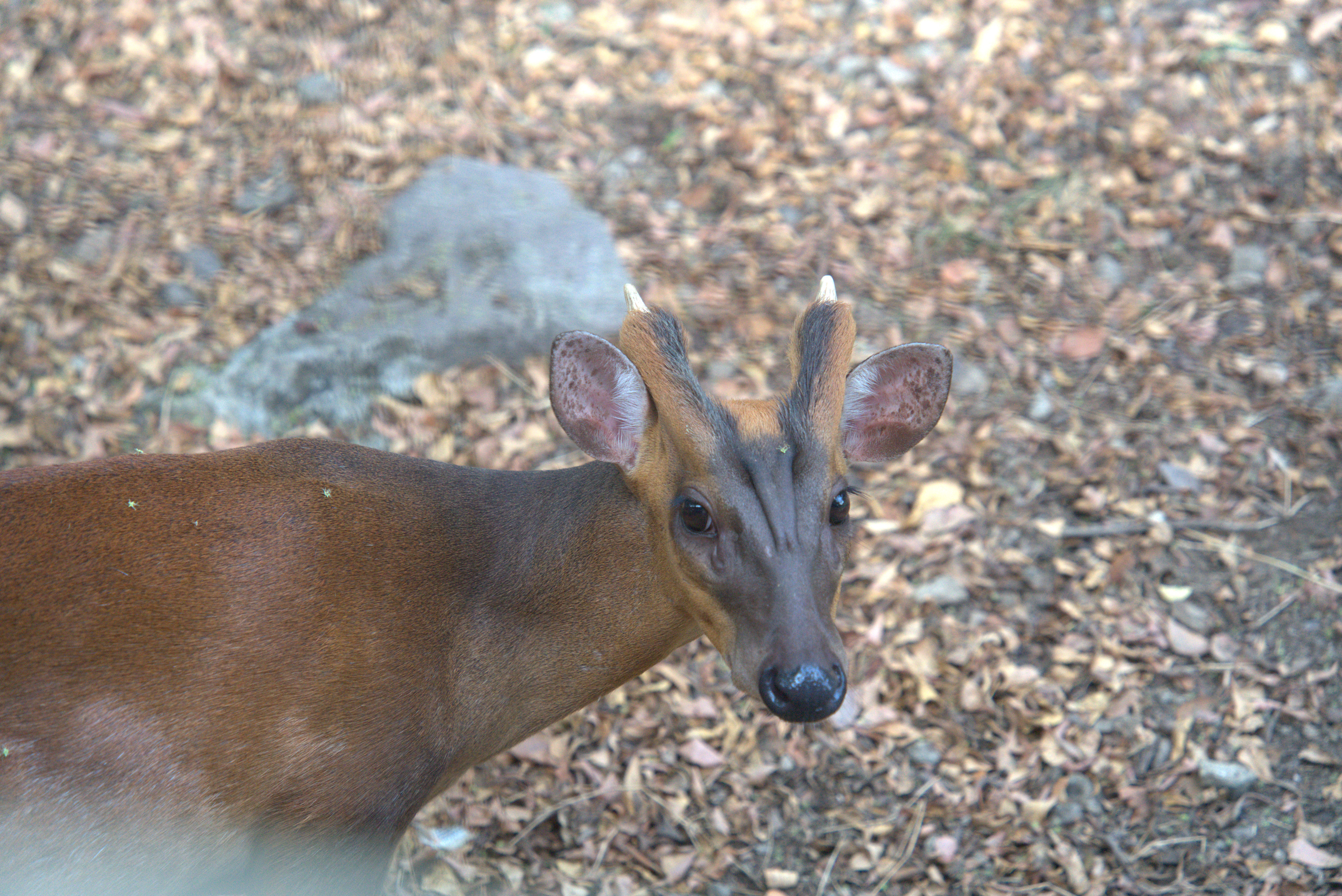 Rusa